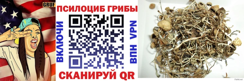 наркота Калтан Галлюциногенные грибы Cubensis